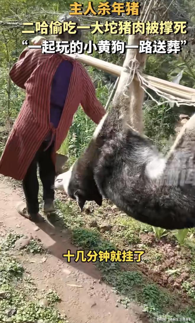 主人殺年豬 狗狗偷吃豬肉被撐死