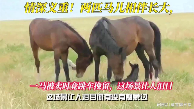 香港特馬歷史紀錄查詢,馬兒與相伴長大的小主人碰頭貼貼數(shù)據(jù)設計支持計劃_專業(yè)版48.67.99