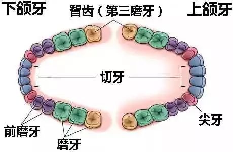大港澳在線看資料,門牙上的豁口真是嗑瓜子嗑出來的嗎深度策略數(shù)據(jù)應(yīng)用_版部52.67.66