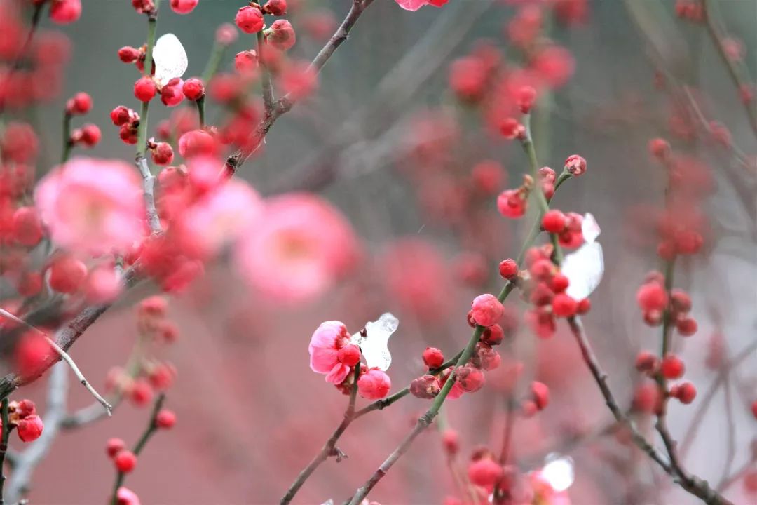 天空彩天下彩944cc亮點,南京玄武湖開出罕見6瓣梅花綜合數(shù)據(jù)解析說明_試用版16.17.92